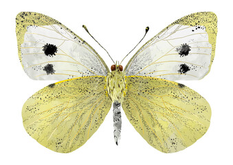 Yellow butterfly illustration with white on white background