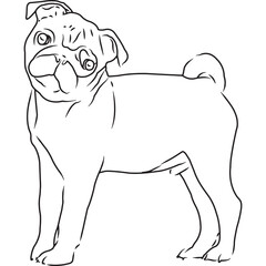 Pug Dog, Hand Sketched Vector Drawing