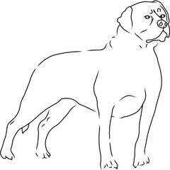 Obraz premium Rottweiler Dog, Hand Sketched Vector Drawing