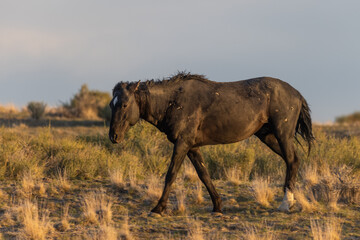 Fototapeta premium Wild Horse Stallion in the Utah Desert