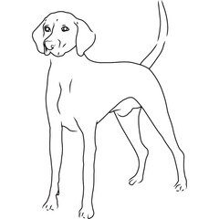 American Foxhound Dog, Hand Sketched Vector Drawing