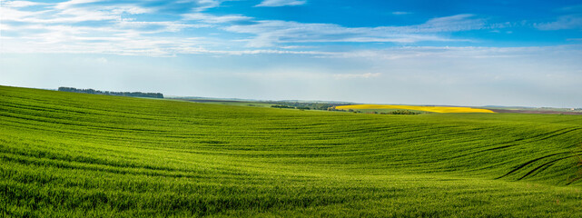 panoramic view of green hills of field with winter wheat - obrazy, fototapety, plakaty