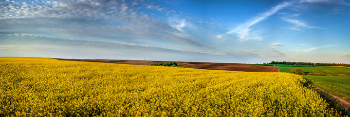 panoramic view of a nearby rapeseed field plowed and green