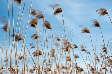 Common reed, Dry reeds, blue sky, (Phragmites australis)