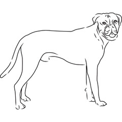 Boxer Dog, Hand Sketched Vector Drawing