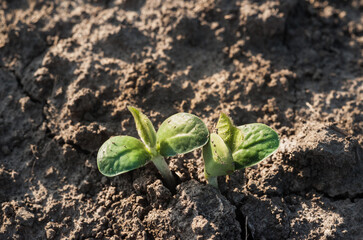 Sunflower seedlings appeared on the soil in the field
