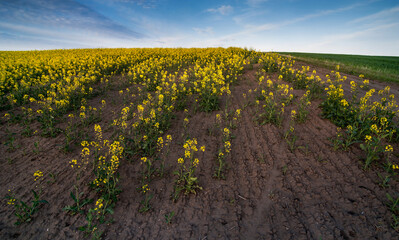 gaps from a rapeseed field with yellow flowers and green plants
