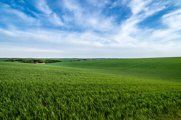 green hills of field with winter wheat