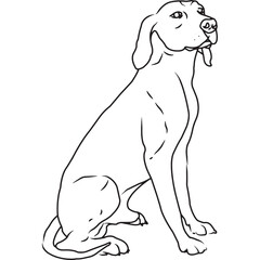 Coonhound Dog, Hand Sketched Vector Drawing