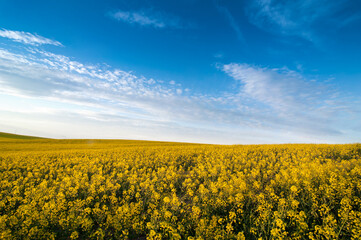 Fototapeta premium yellow rapeseed field and sky with clouds