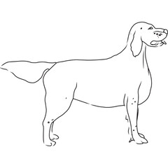 English Setter Dog, Hand Sketched Vector Drawing