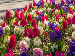 carpet of multicolored hyacinth	
