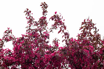 Scarlett apple tree blooming with numerous pink flowers, ornamental urban plants.