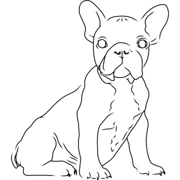 French Bull Dog Dog, Hand Sketched Vector Drawing