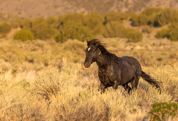 Fototapeta premium Wild Horse Stallion in the Utah Desert