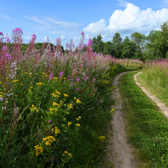 country road through a beautiful flowering field. Pink flowers of Ivan-tea or blooming Sally....