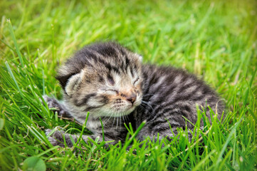 Naklejka na ściany i meble Little tabby baby kittens in a green garden