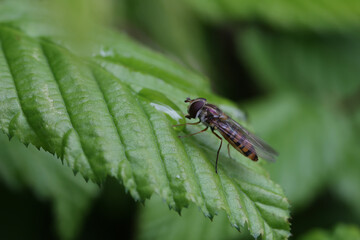Little hoverfly resting on the leaves of a bush