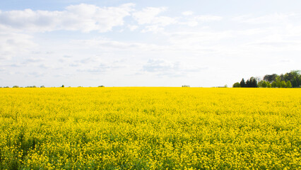 Wide angle view of a beautiful field of bright yellow canola or rapeseed