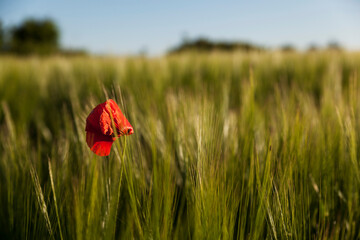 Lonely red poppy in the field,blue sky against green grass