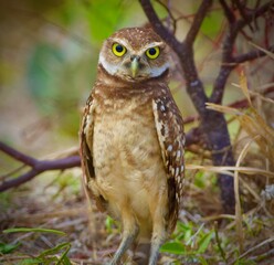 Burrowing Owls in South Florida