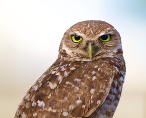 Burrowing Owls in South Florida