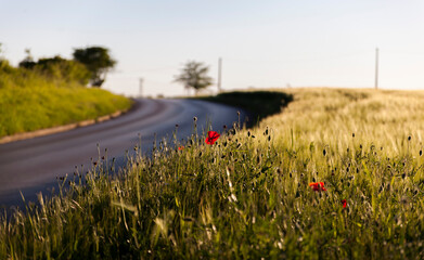 A road next to a field of wheat and red poppies in sunset