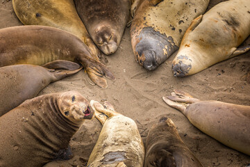 Sea lions on a sandy beach in California sleeping together forming a circle