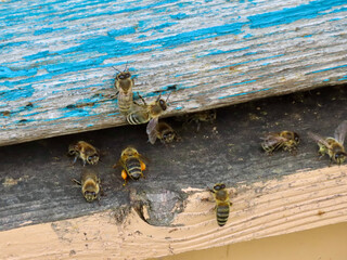Honey bees entering hive through a gap between old wooden boards
