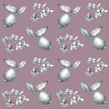 Seamless Pattern with Lemon Flowers. Sketch of Lemon tree Flowers, Leaves and Fruit. Black and White hand line drawn on Lavender Background. Botanical illustrations vintage