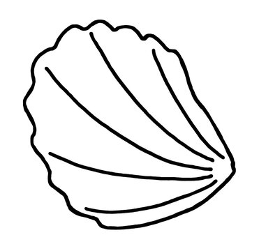 Seashell, Tropical Mollusk. Hand Drawn. Line art. Monochrome print for printing on  paper, wallpaper, fabric