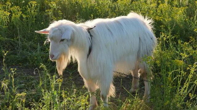 goat grazes on meadow on the eco farm 