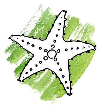 Line art Drawing Sea Star (Starfish). Black line on White Background. Hand Drawn Sketch Illustration