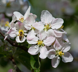 Bee collects nectar and pollen from apple blossoms.
This is the honey harvest that only supports the life of the insect colony.
