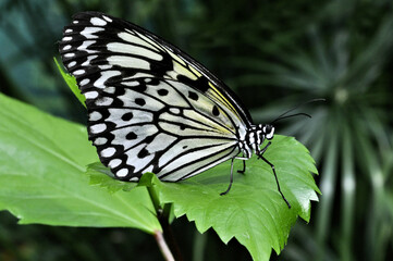 Closeup of colorful Rice Paper Butterfly (Idea leuconoe) resting on green leaf. Found in Asia, the wings of this butterfly are translucent white with prominent black markings.