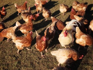 Free range brown laying hens and white rooster in green grass walking and feeding