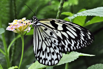 Closeup of colorful Rice Paper Butterfly (Idea leuconoe) feeding on nectar from pink and yellow Lantana flower. Wings are translucent white with prominent black markings.