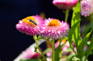 Honey Bee on pink Aster Flower (Symphyotrichum dumosum), collecting pollen flower to flower, very important insect for agriculture.