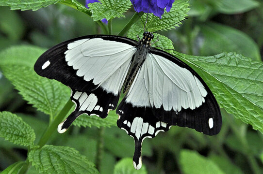 White and black Mocker Swallowtail Butterfly (Papilio dardanus) native to Sub-Saharan Africa. This female is polymorphic (has the ability to mimic different butterfly species).