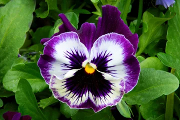 Fotobehang Viooltje Closeup of single garden pansy blossom with bright purple and white petals and a yellow center. The cheerful "pansy face" is surrounded by a background of green pansy leaves.  © Jerrry G