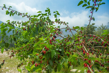 Ripe appetizing mulberry on a tree close-up