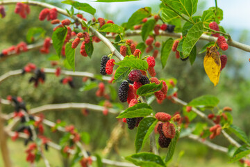 Ripe appetizing mulberry on a tree close-up