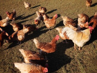 Free range brown laying hens and white rooster in green grass walking and feeding