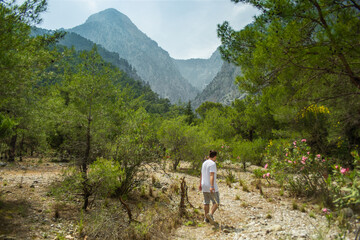 High mountains and green pine forest in the afternoon in summer