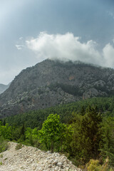 High mountains and green pine forest in the afternoon in summer