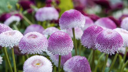 purple and white flowers