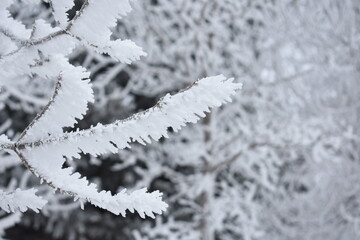 Branches Covered in Frost
