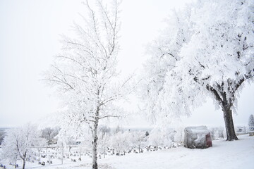 Branches Covered in Frost