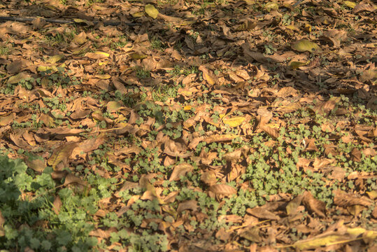 escena de oto&ntilde;o, hojas secas y pasto seco, colores calidos