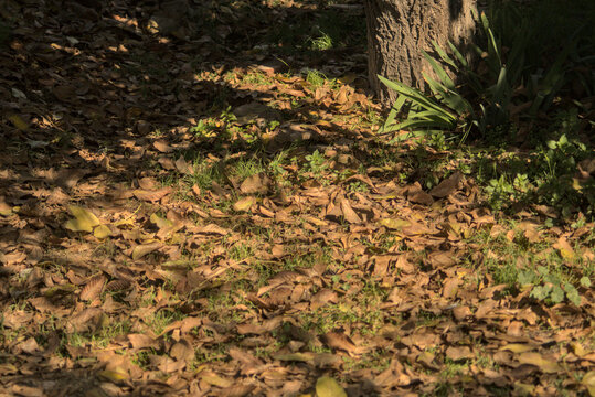 escena de oto&ntilde;o, hojas secas y pasto seco, colores calidos